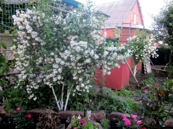 В моём цветочно-садово-огородном королевстве июнь